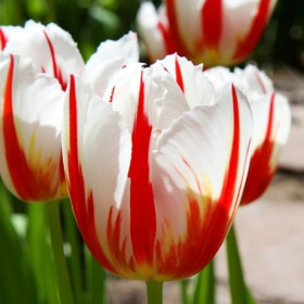Lalele Duble "Carnaval de Rio" 5 Bulbi/Pachet