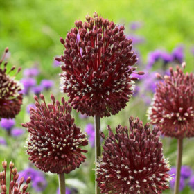 Allium "Red Mohican" 2 Bulbi/Pachet