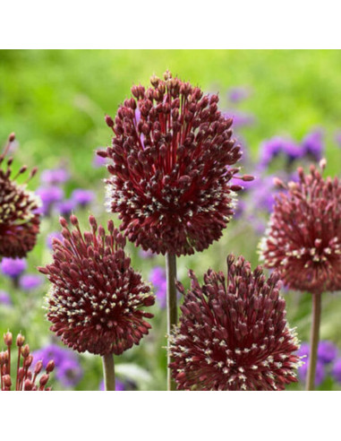 Allium "Red Mohican" 2 Bulbi/Pachet