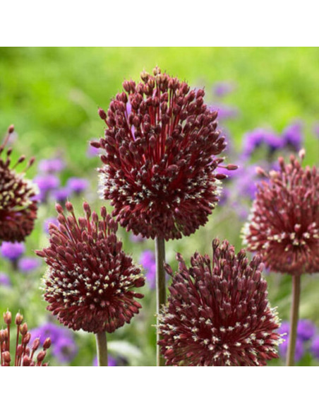 Allium "Red Mohican" 2 Bulbi/Pachet