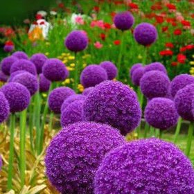 Allium "Purple Giant" 2 Bulbi/Pachet