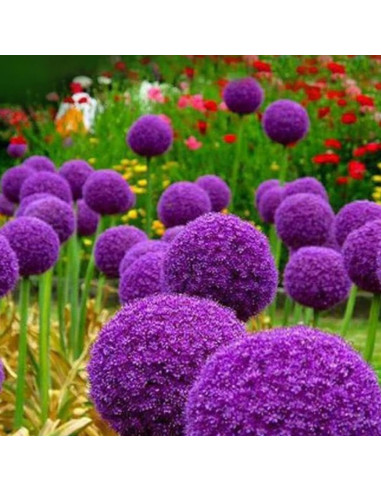 Allium "Purple Giant" 2 Bulbi/Pachet