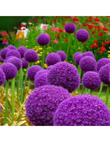 Allium "Purple Giant" 2 Bulbi/Pachet