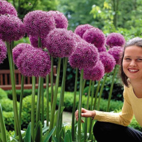 Allium "Globe Master" 2 Bulbi/Pachet