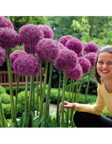 Allium "Globe Master" 2 Bulbi/Pachet