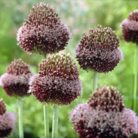 Allium "Forelock" 2 Bulbi/Pachet 2