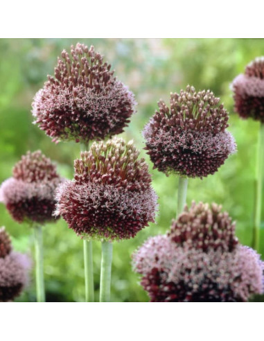 Allium "Forelock" 2 Bulbi/Pachet
