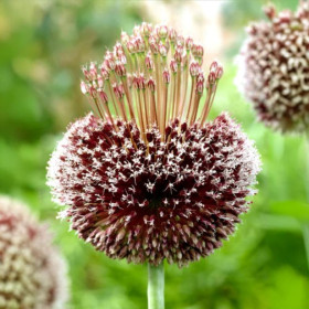 Allium "Forelock" 2 Bulbi/Pachet