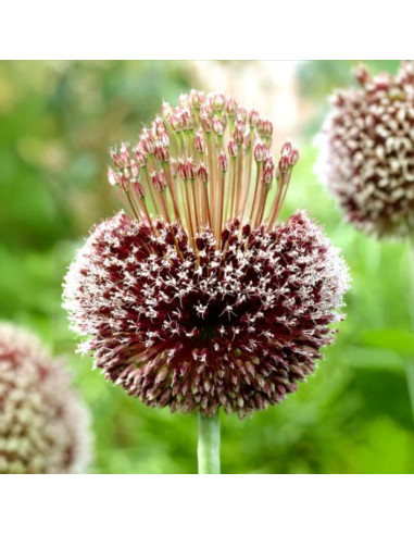 Allium "Forelock" 2 Bulbi/Pachet