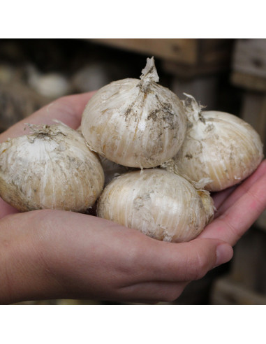 Bulbi de Allium , marime mare