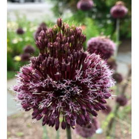 Allium " Black Forelock" 2 Bulbi/Pachet