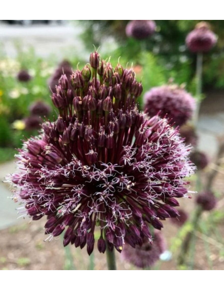 Allium " Black Forelock" 2 Bulbi/Pachet