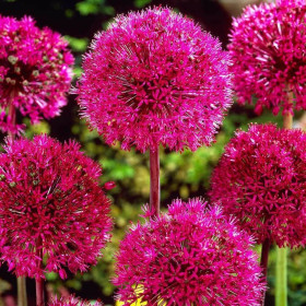 Allium " Red Giant" 2 Bulbi/Pachet