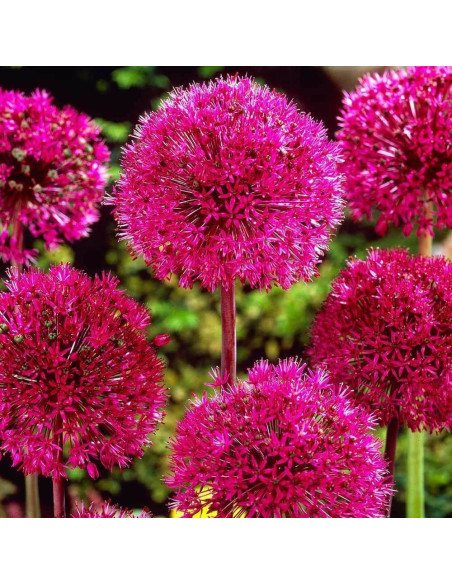 Allium " Red Giant" 2 Bulbi/Pachet