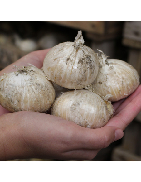 Bulbi de Allium , marime mare