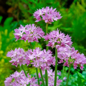 Allium "Eros" 2 Bulbi/Pachet