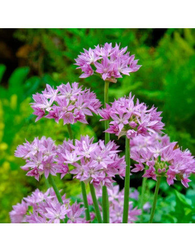 Allium "Eros" 2 Bulbi/Pachet