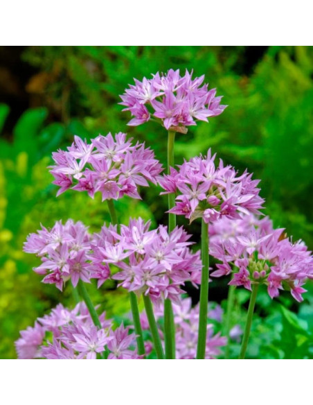 Allium "Eros" 2 Bulbi/Pachet