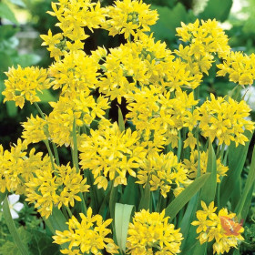 Allium "Moly" 2 Bulbi/Pachet