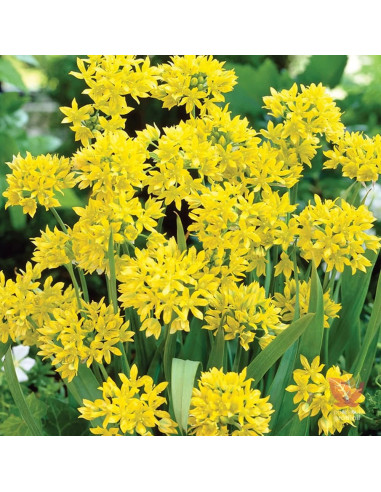 Allium "Moly" 2 Bulbi/Pachet