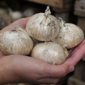 Allium "Gladiator" 2 Bulbi/Pachet 2