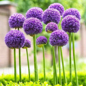 Allium "Gladiator" 2 Bulbi/Pachet