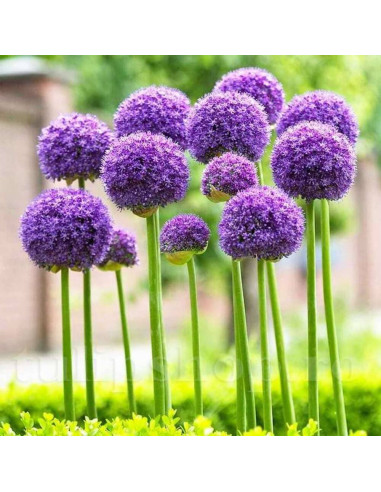 Allium "Gladiator" 2 Bulbi/Pachet