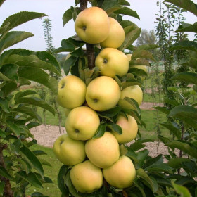 Mar Columnar "Golden" - Pom Fructifer Anul 3