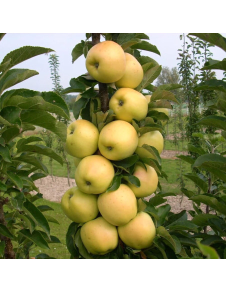 Mar Columnar "Golden" - Pom Fructifer Anul 3