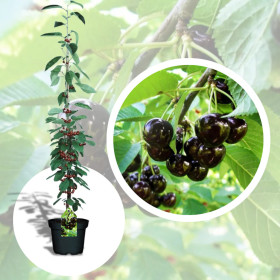 Cires Columnar "Black" - Pom Fructifer Anul 3