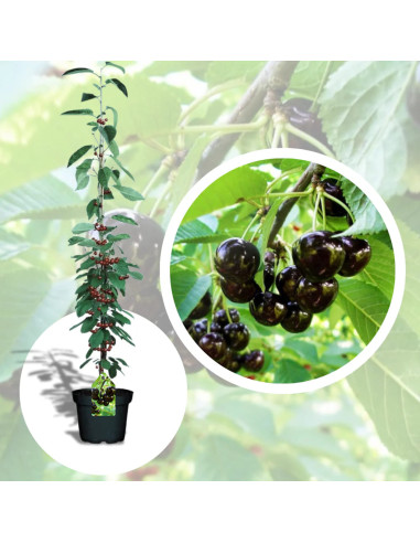 Cires Columnar "Black" - Pom Fructifer Anul 3
