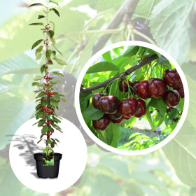 Cires Columnar "Helene" - Pom Fructifer Anul 3