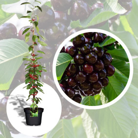 Cires Columnar "Stella" - Pom Fructifer Anul 3
