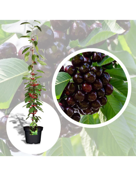 Cires Columnar "Stella" - Pom Fructifer Anul 3
