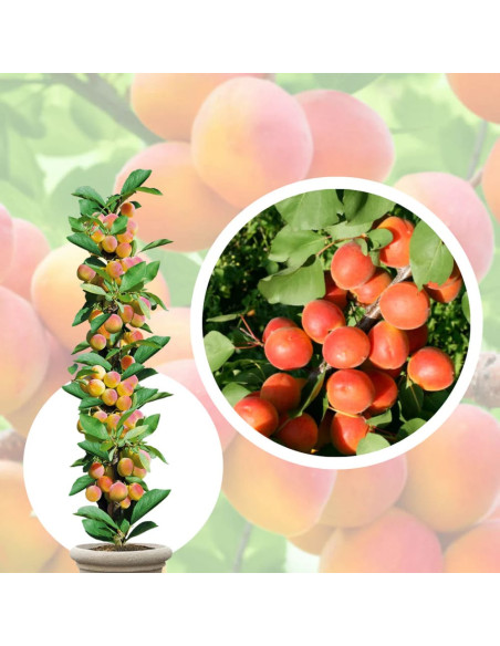 Cais Columnar "Blenheim" - Pom Fructifer Anul 3