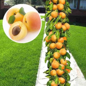 Cais Columnar "Goldrich" - Pom Fructifer Anul 3