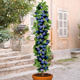 Prun Columnar "Burgundy" - Pom Fructifer Anul 3