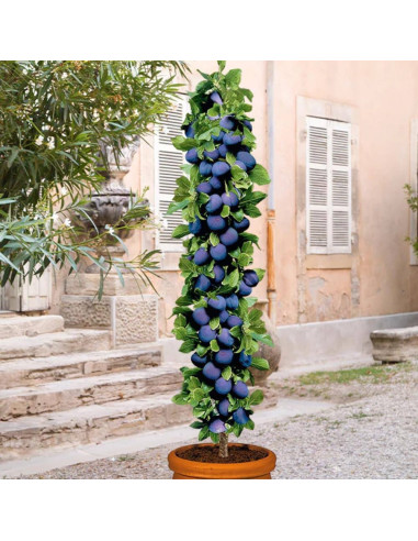 Prun Columnar "Burgundy" - Pom Fructifer Anul 3