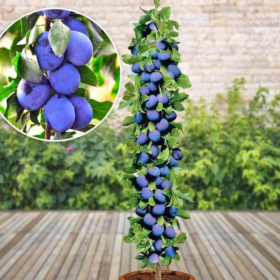 Prun Columnar "Dambovita" - Pom Fructifer Anul 3