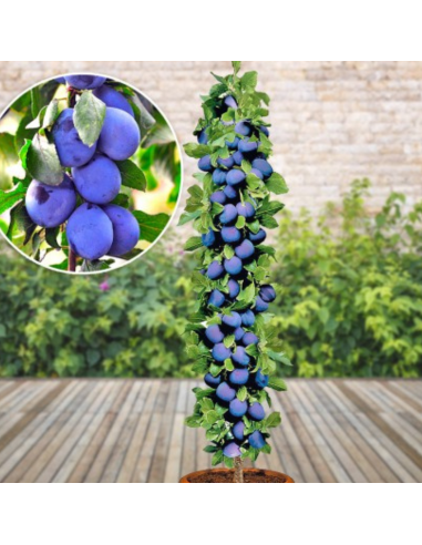 Prun Columnar "Dambovita" - Pom Fructifer Anul 3