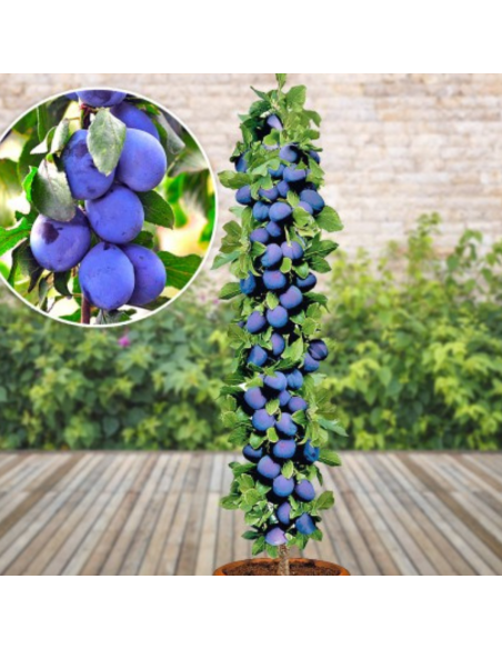 Prun Columnar "Dambovita" - Pom Fructifer Anul 3