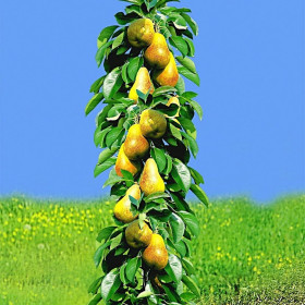 Par Columnar "Conference" - Pom Fructifer Anul 3