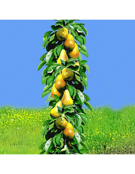 Par Columnar "Conference" - Pom Fructifer Anul 3