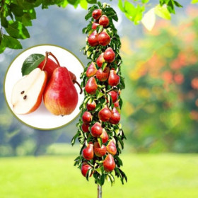 Par Columnar "Red William" - Pom Fructifer Anul 3