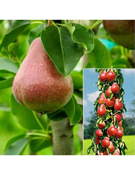 Păr Columnar "Decora" - Pom Fructifer Anul 3