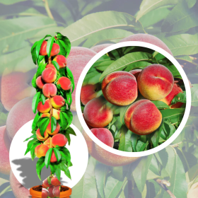 Piersic Columnar "Honey" - Pom Fructifer Anul 3