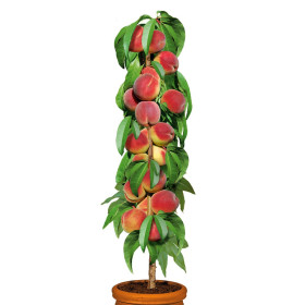 Piersic Columnar "Aida" - Pom Fructifer Anul 3