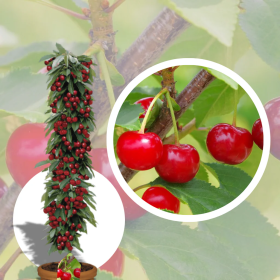 Visin Columnar "Rubina" - Pom Fructifer Anul 3