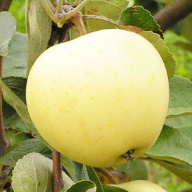 Mar "Clar Alb" - Pom Fructifer Anul 3