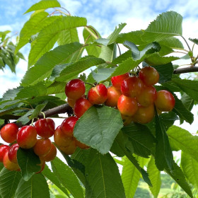 Cires "Boambe de Cotnari" - Pom Fructifer Anul 3
